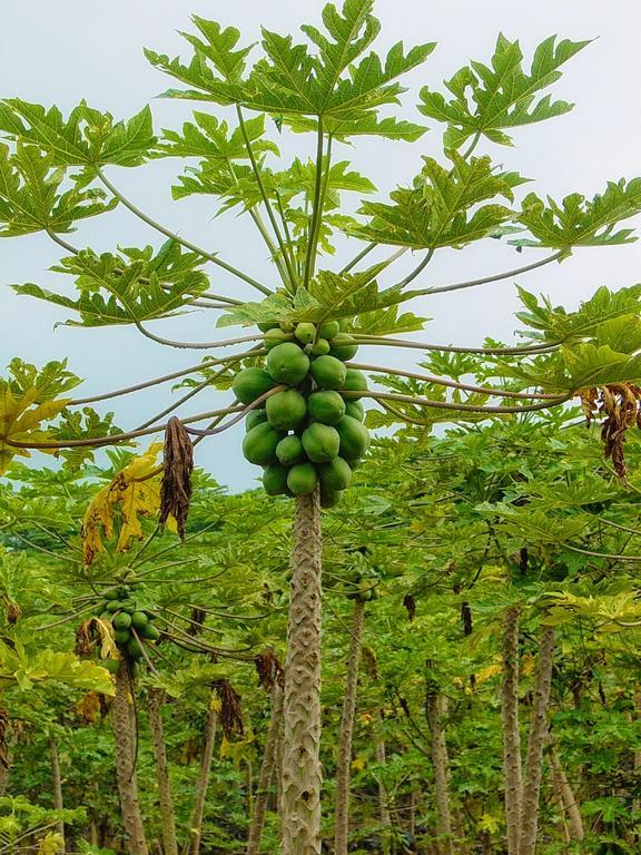 شقة Hale “Ha Ha” Pahoa المظهر الخارجي الصورة